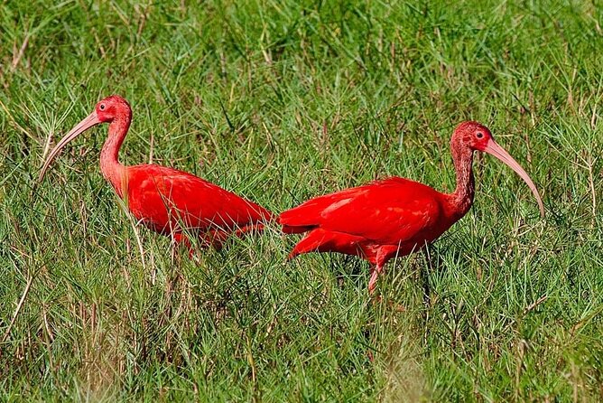 Caroni Swamp Wildlife Tour - Exploring the Caroni Swamp