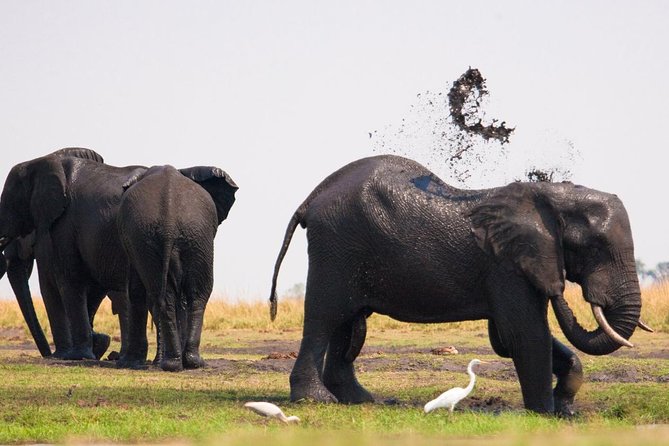 Chobe National Park 4X4 Day Safari and River Cruise - Pickup Information