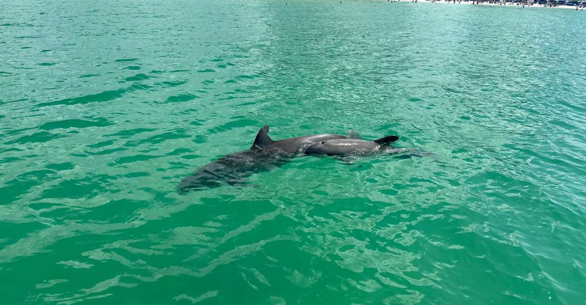 Clearwater Beach: Dolphin and Island Sandbar Boat Tour - Highlights and Features