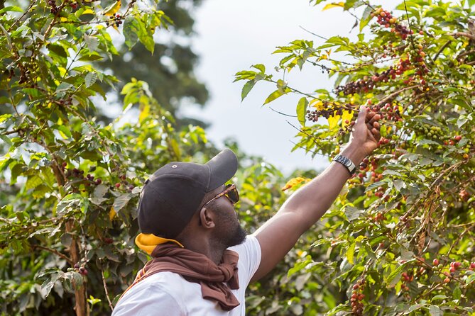 Coffee Farm Village & Factory Half Day Tour With Pick-Up - Pickup Points