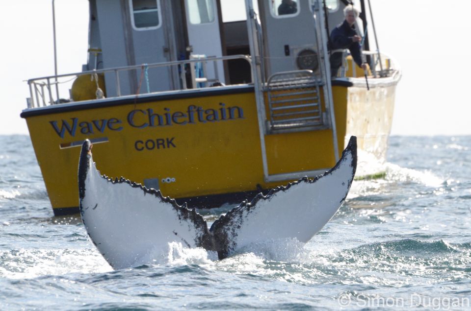 County Cork: Whale & Dolphin Watching Boat Trip - Experience and Highlights