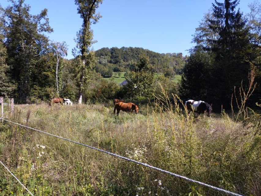 Cruseilles: Horseback Riding in the Countryside - Equine Encounter