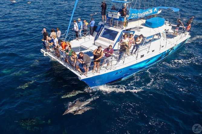 Dana Point Dolphin and Whale Watching Eco-Safari - Booking and Pricing