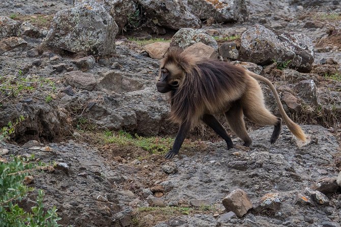 Day Trip From Addis Ababa See Historical Monastery,Stunning Nature,Animals,Birds - Visit Founding Saints Prayer Cave