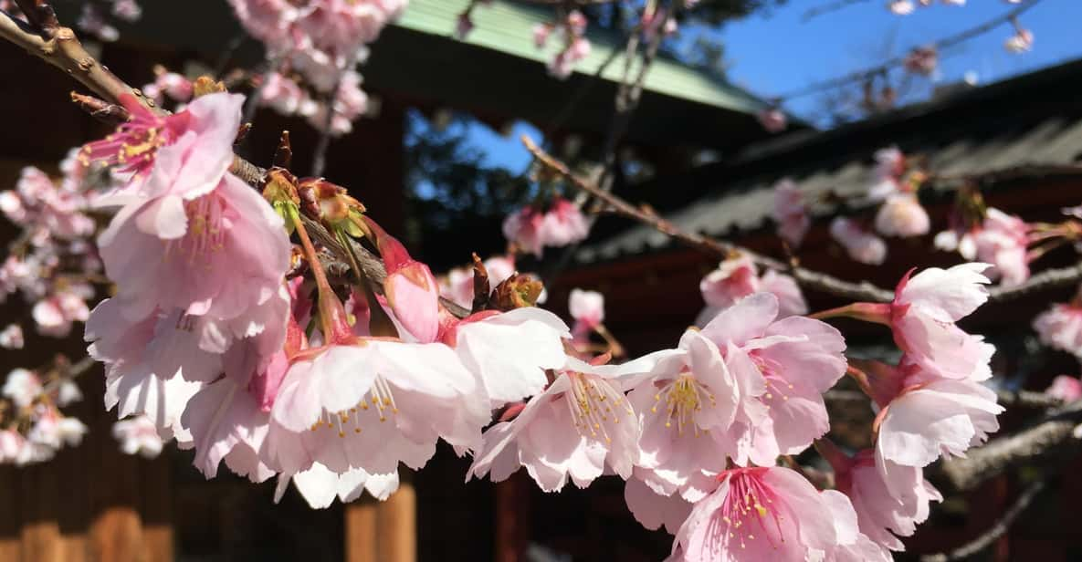 Daytime Hanami (Cherry Blossom Time) With a Local - Experience Highlights