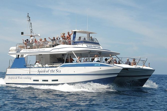 Dolphin and Whale Watching Cruise From Puerto Rico, Gran Canaria - Whats Included in the Cruise