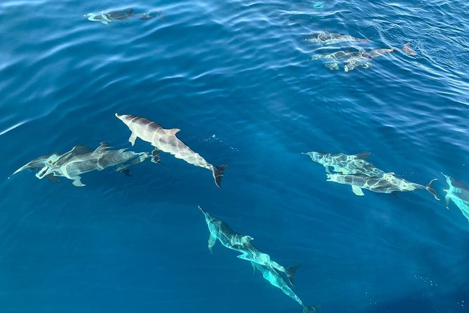 Dolphin Searching Tour in Puerto De Mogán (Keeper UNO Boat) - Water Sports Onboard