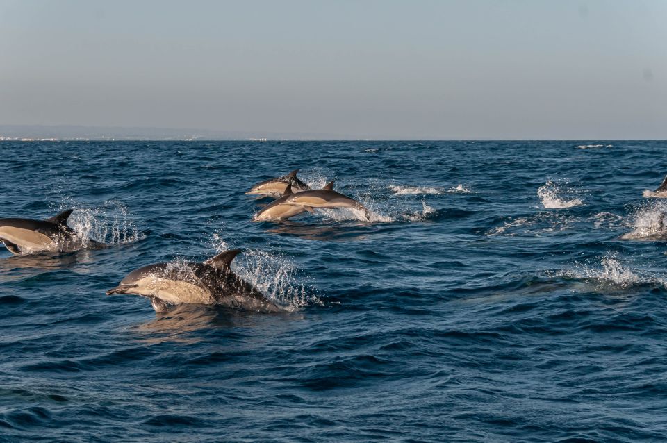 Dolphin Watching and Marine Wild Life in Faro - Highlights of the Tour