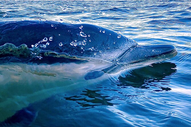 Dolphin Watching in Lisbon - Insights From the Marine Biologist