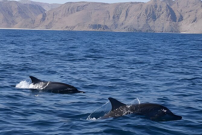 Dolphin Watching in Muscat - Location and Rating