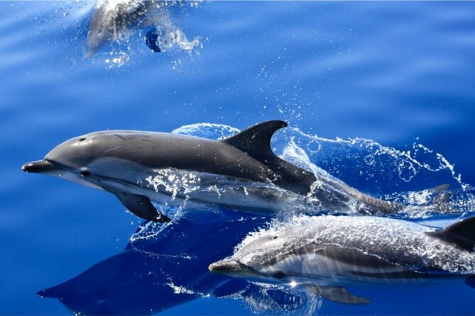 Dolphin Watching Mini Cruise and Snorkeling From Lanzarote - Booking Information