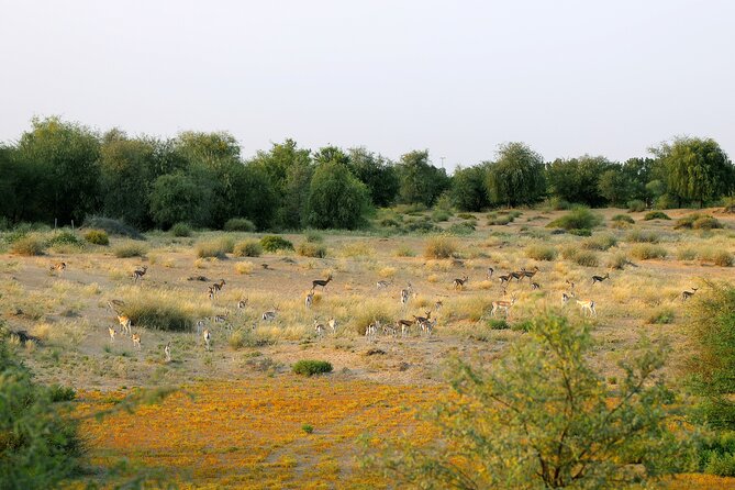 Dubai Evening Heritage Safari by Vintage G Class Al Marmoom Oasis - Camel Caravan Ride