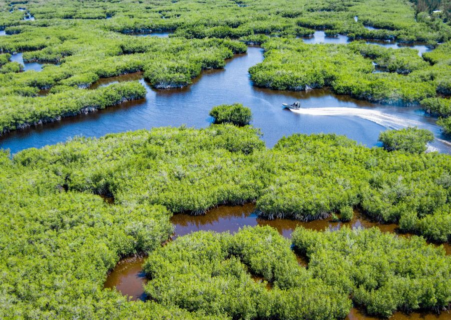 Everglades: Mangrove Maze Airboat Tour and Boardwalk - Experience Highlights