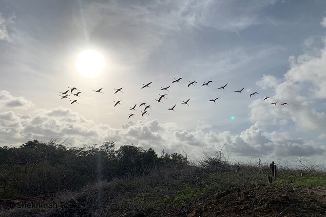 Flamingo & Mangrove Trip With Local Guide - Booking Information