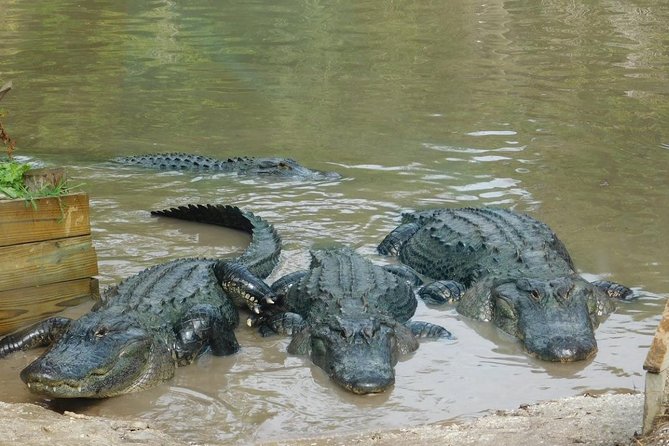 Florida Everglades Airboat Tour and Wild Florida Admission With Optional Lunch - Wildlife and Nature Exploration