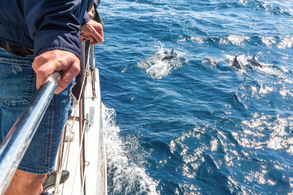 From Funchal: Madeira Dolphin and Whale Watching Tour - Experience Highlights