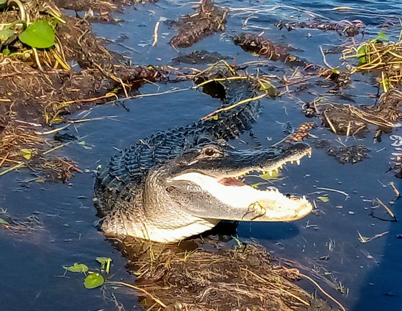 From Miami: Everglades Tour W/ Wet Walk, Boat Trips, & Lunch - Inclusions and Highlights