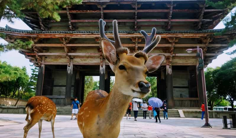 From Osaka: Kyoto and Nara Day Tour With Deer Sightings - Itinerary Highlights