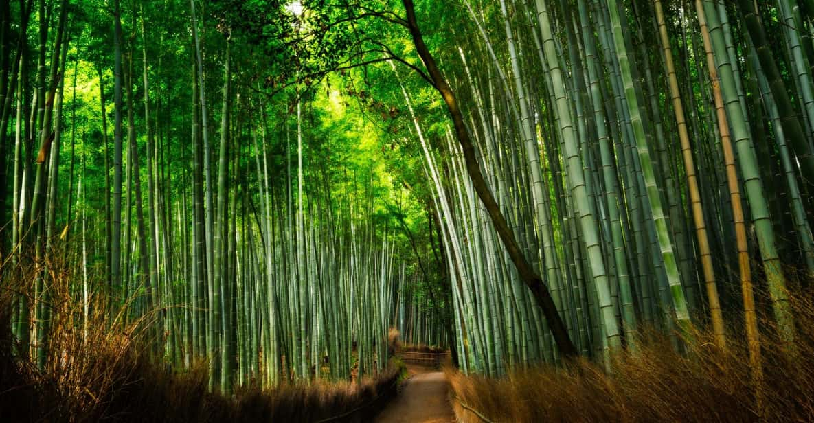 From Osaka to Kyoto: Arashiyama Bamboo Forest Tour - Itinerary Highlights