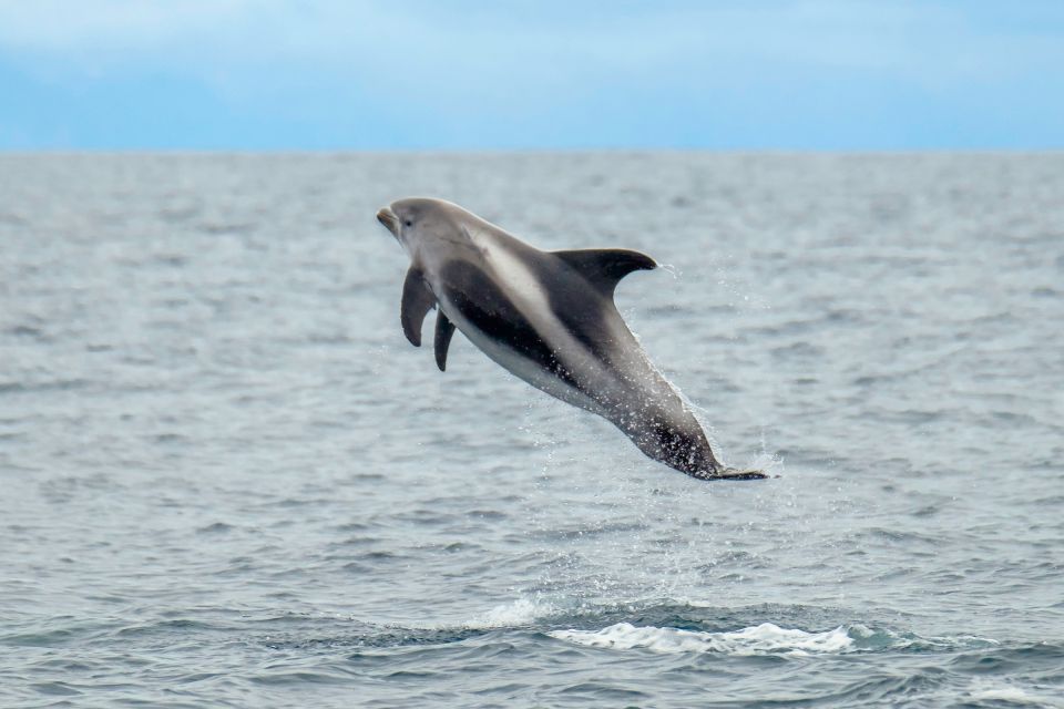 From Reykjavik: Whale Watching Tour by Speedboat - Highlights of the Excursion