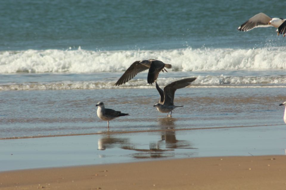 From Seville: Doñana, El Rocío, and Matalascañas Beach Tour - Pickup and Drop-off Locations