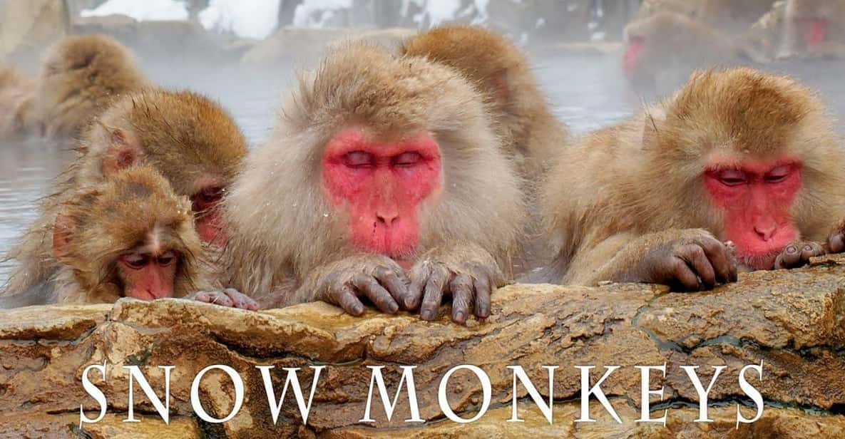 From Tokyo Memorable Snow Monkey Park & Zenkoji Temple Tour. - Highlights and Experience