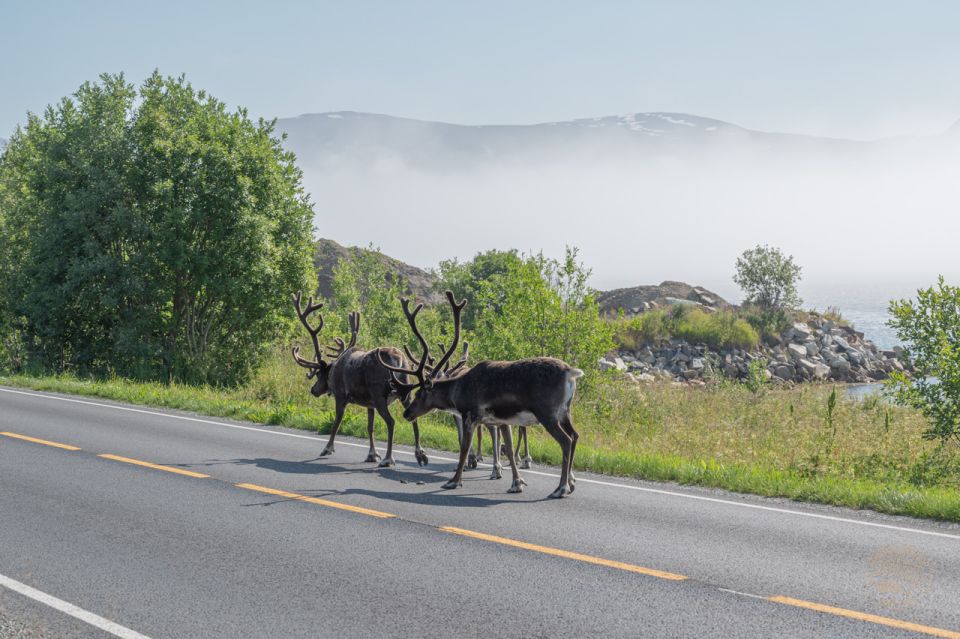 From Tromsø: Arctic Roadtrip - Encounter Captivating Arctic Wildlife