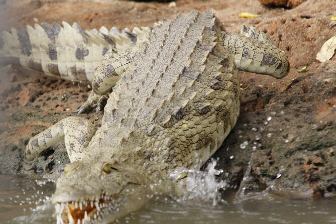 From Zanzibar: Mikumi Day Safari Including Flights - Restrictions and Disclaimers