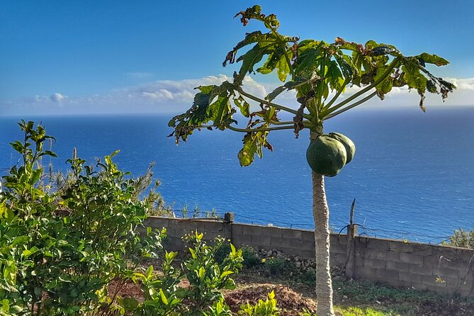 Genuine Madeira Food Experience at Re-Canto - Whats Included in the Package