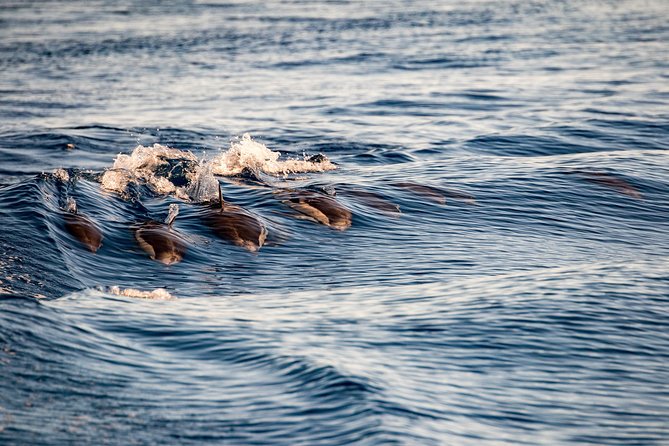 Gibraltar Dolphin Adventure - Duration and Departure Times