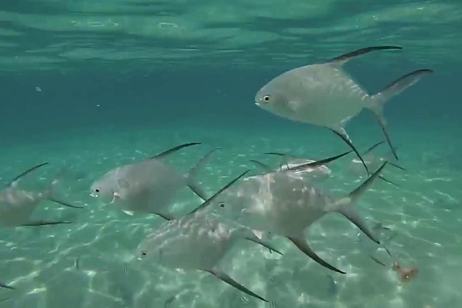 Grand Turk - Amazing Wall Snorkeling Tour - Customer Reviews and Ratings