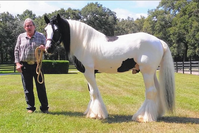 Gypsy Gold Horse Farm Tour - Experience Highlights