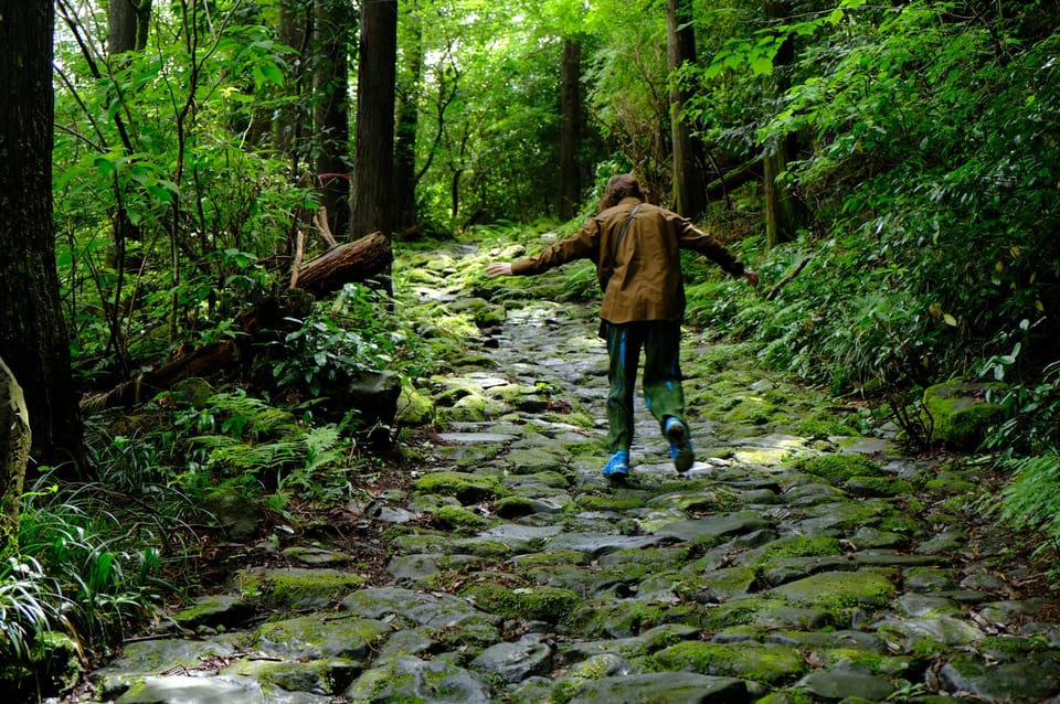 Hakone: Forest Bathing Hike Review - Immersive Forest Experience