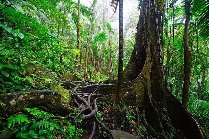 Half-Day St. Kitts Rainforest Hike - Health and Safety Information