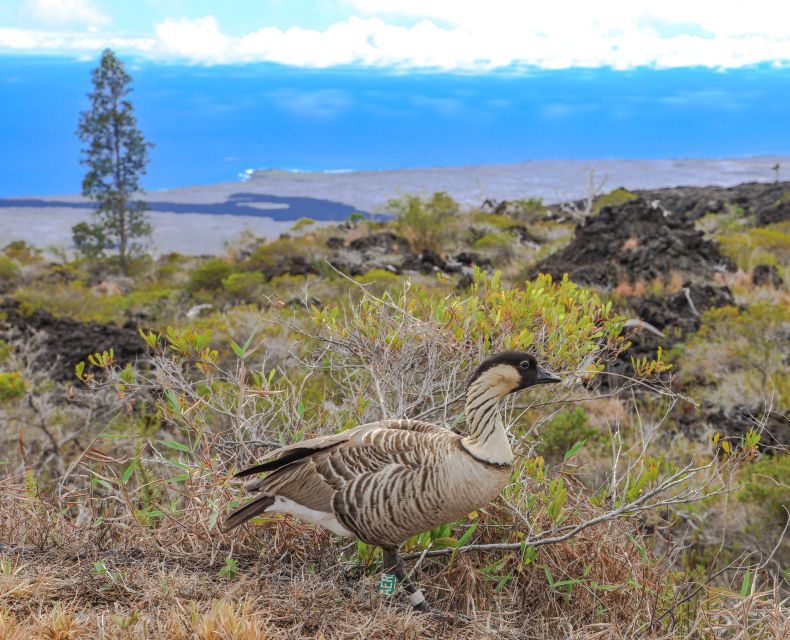 Hawaii: All-Inclusive Volcanoes and Waterfalls Private Tour - Wailuku River State Park Highlights