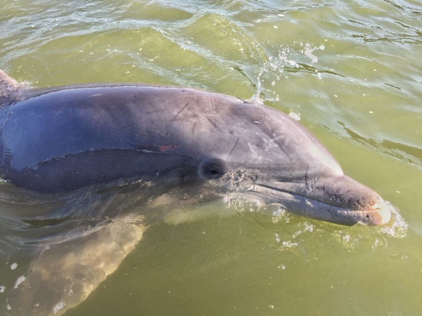 Hilton Head Island: Dolphin Watching Guided Tour by Boat - Wildlife and Learning Opportunities