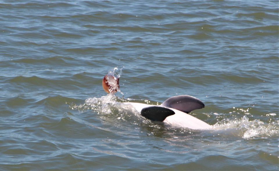 Hilton Head Island: Private Dolphin Watching Boat Tour - Boat and Group Size