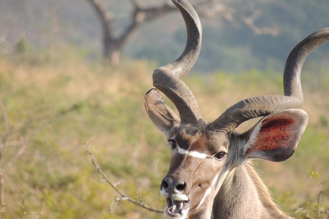 Hluhluwe/iMfolozi Game Reserve Full Day Game Drive - Safety and Precautions