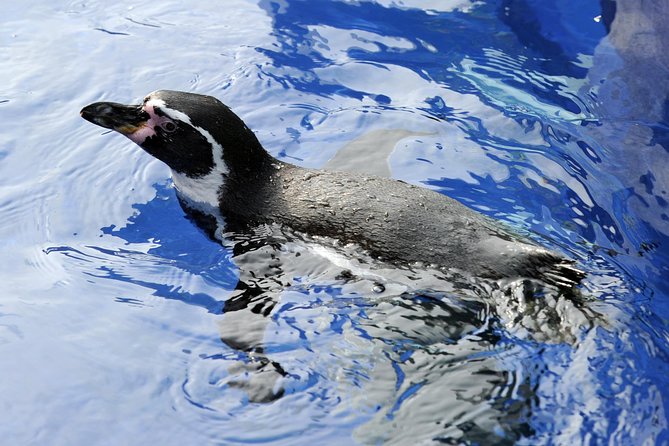 Hunstanton SEA LIFE Sanctuary General Admission Ticket - Seal Hospital & Rescue Centre