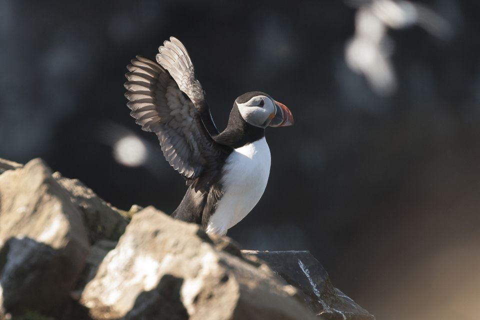 Husavik: Whale-Watching Cruise and Puffins Guided Tour - Highlights