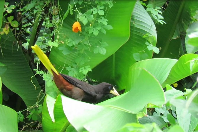 Individual Rainforest Tour - Inclusions