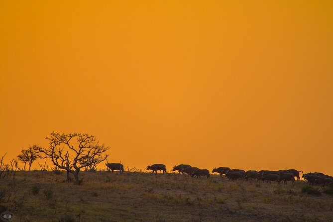 Isimangaliso Sunset Game Drive - Thrilling Game Drive Highlights