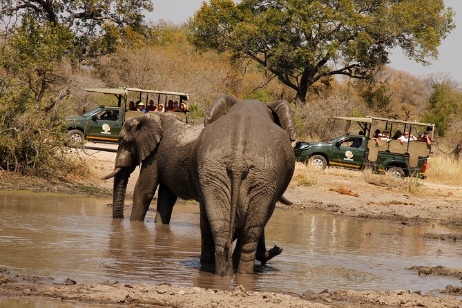 Kruger National Park Sunrise Morning Private Safari - Safari Vehicle and Guide