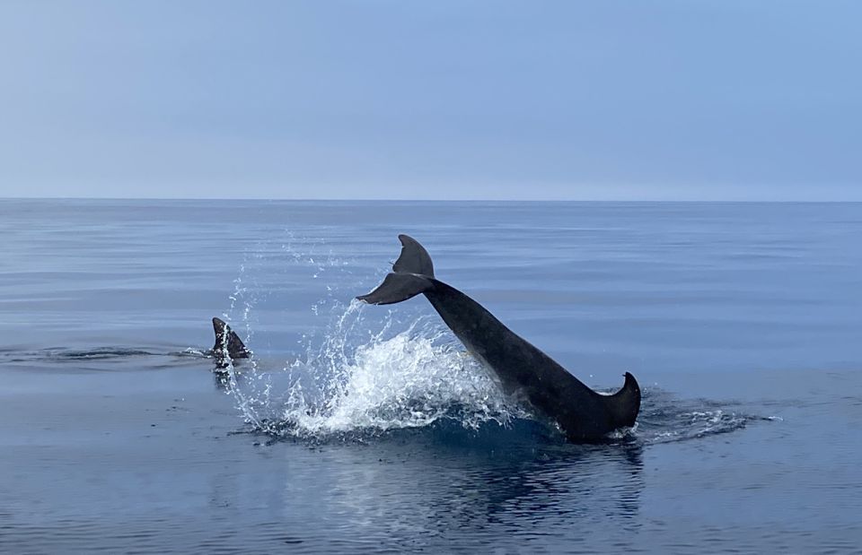 Lagos: Dolphin Watching Tour - Booking and Payment