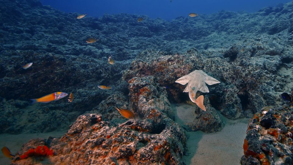 Lanzarote: 2-Dive Package in Playa Blanca - Certified Divers - Playa Flamingo