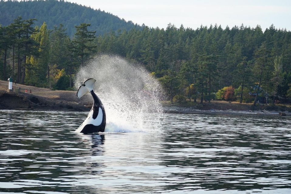 Lopez Island: Whale & Orca Boat Tour - Tour Details