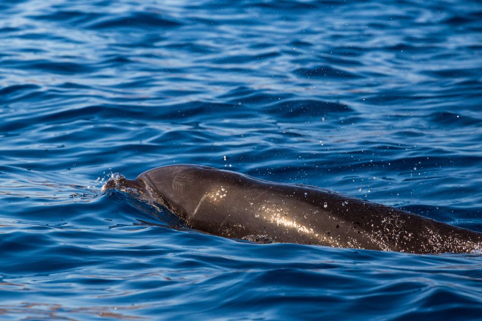 Madeira: Guaranteed Whales or Dolphins Watching Tour - Experience and Itinerary