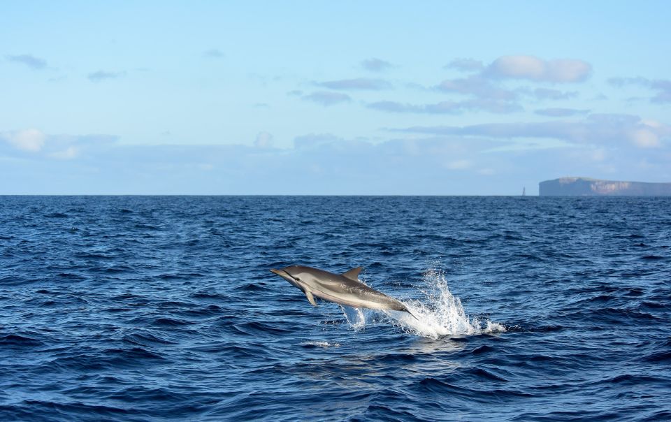 Madeira: Whale and Dolphin Watching Boat Tour From Machico - Marine Wildlife Observation