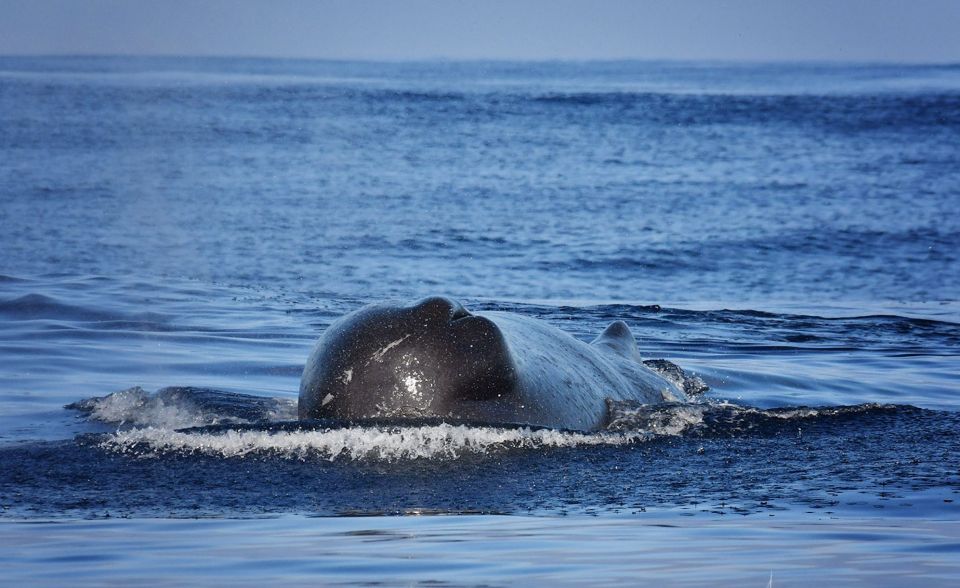 Madeira: Whale Watching Excursion in a Traditional Vessel - Vessel and Crew