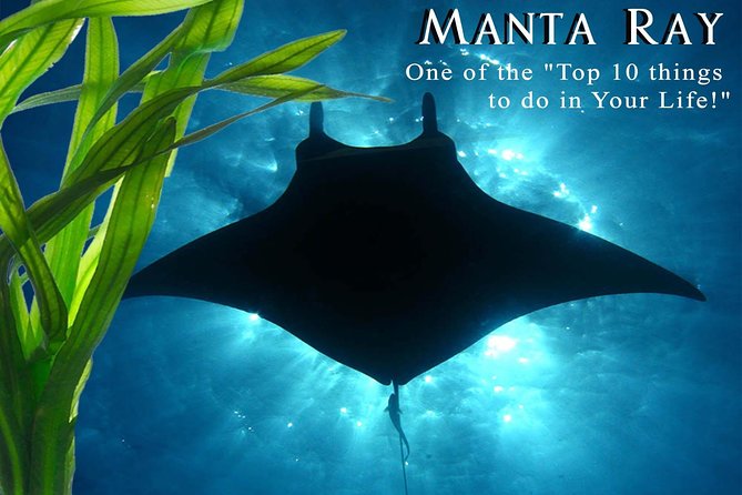 Manta Ray Snorkel Moonlight Kona Hawaii - Small Group Available - Provided Gear and Amenities